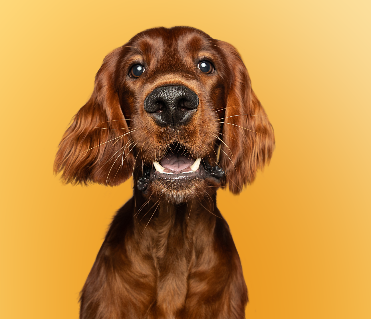 RasseHunde